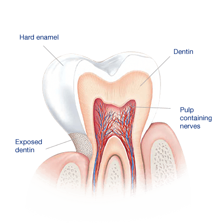 Human Tooth Diagram Human Tooth Diagram